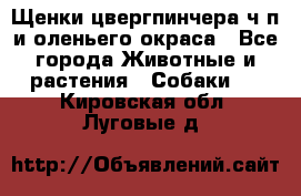 Щенки цвергпинчера ч/п и оленьего окраса - Все города Животные и растения » Собаки   . Кировская обл.,Луговые д.